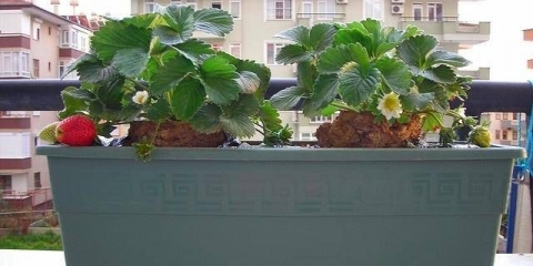 Kako uzgajati jagode na balkonu